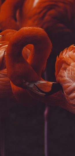 [2436x1125]火烈鸟 羽毛 飞禽 群居 苹果手机壁纸图片