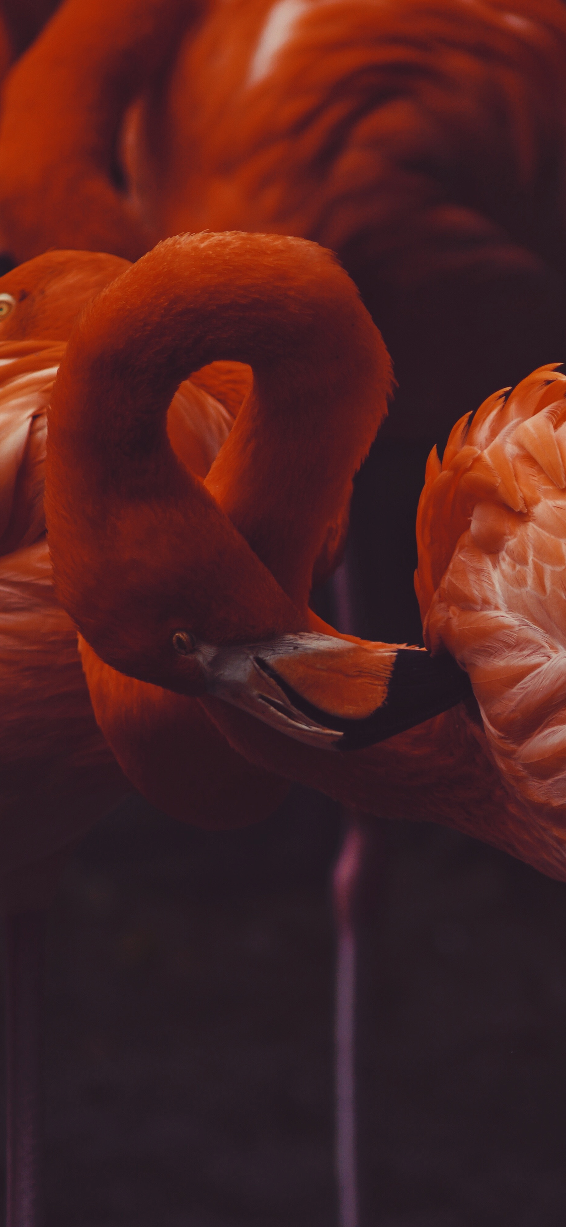 [2436×1125]火烈鸟 羽毛 飞禽 群居 苹果手机壁纸图片