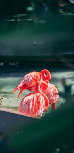 [2436x1125]火烈鸟 羽毛 鲜艳 苹果手机壁纸图片