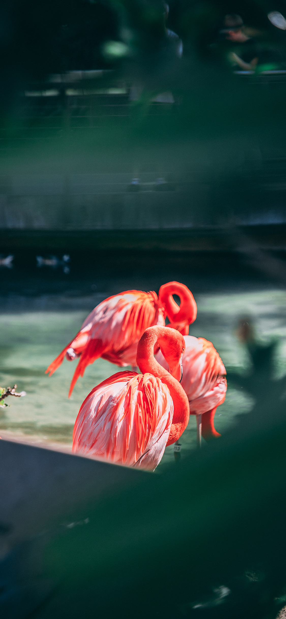 [2436×1125]火烈鸟 羽毛 鲜艳 苹果手机壁纸图片