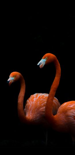 [2436x1125]火烈鸟 羽毛 鸟类 群居 苹果手机壁纸图片