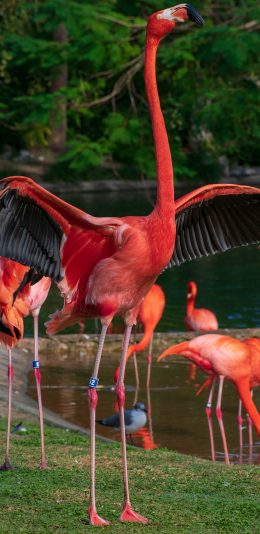 [2436x1125]火烈鸟 羽毛 鸟类 群居 艳丽 苹果手机壁纸图片