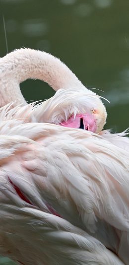 [2436x1125]火烈鸟 羽毛 鸟类 飞禽 苹果手机壁纸图片