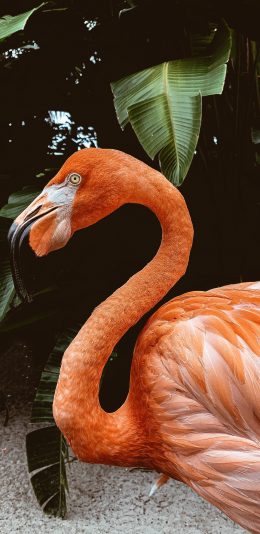 [2436x1125]火烈鸟 羽毛 鸟类 飞鸟 苹果手机壁纸图片