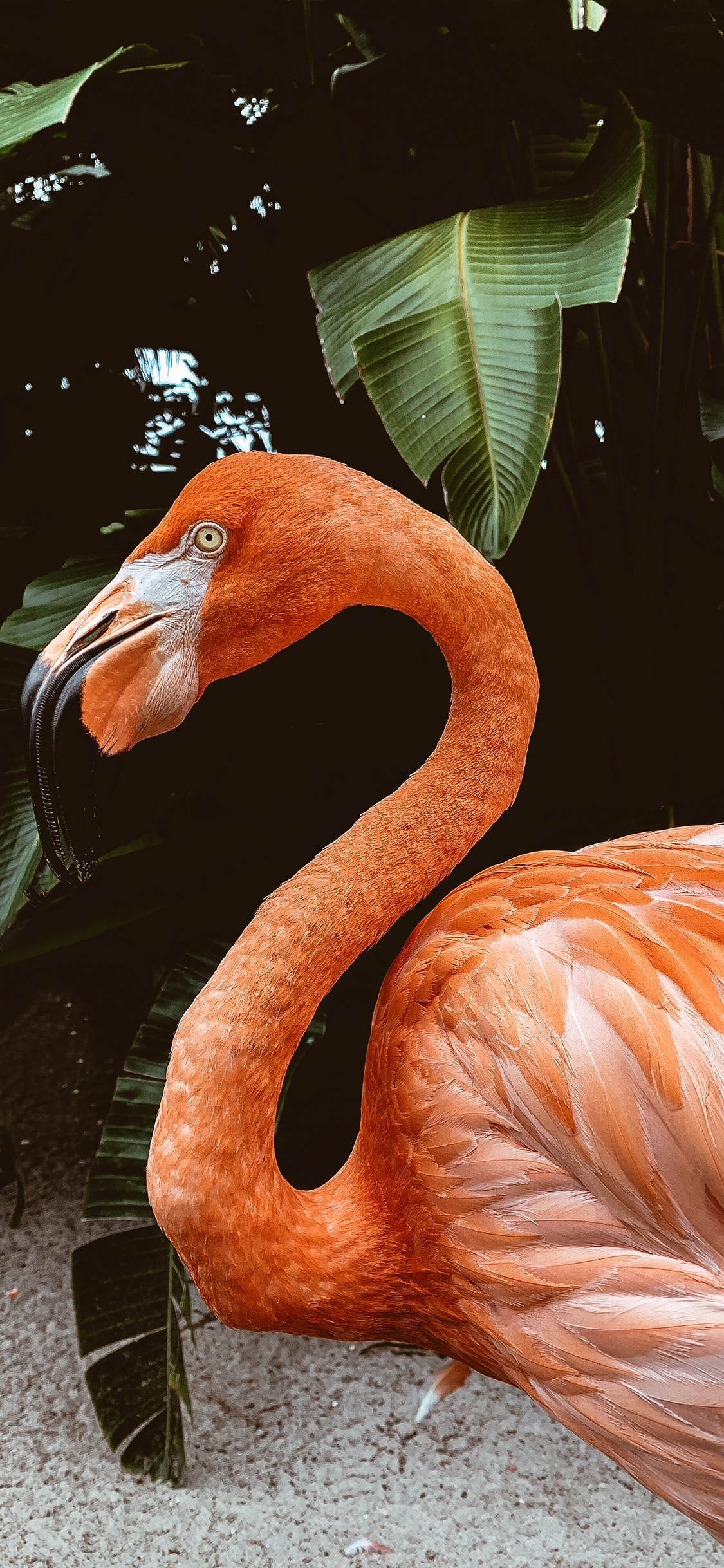 [2436×1125]火烈鸟 羽毛 鸟类 飞鸟 苹果手机壁纸图片