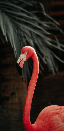 [2436x1125]火烈鸟 羽毛 鸟类 鲜红 苹果手机壁纸图片