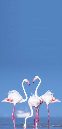 [2436x1125]火烈鸟 翅膀 蓝色 羽毛 苹果手机壁纸图片