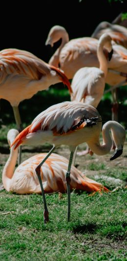 [2436x1125]火烈鸟 草地 群居 鸟群 苹果手机壁纸图片
