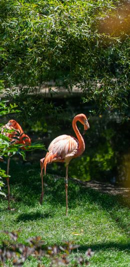 [2436x1125]火烈鸟 草坪 羽毛 绿色 苹果手机壁纸图片