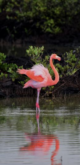 [2436x1125]火烈鸟 野生 水 倒影 羽毛 苹果手机壁纸图片