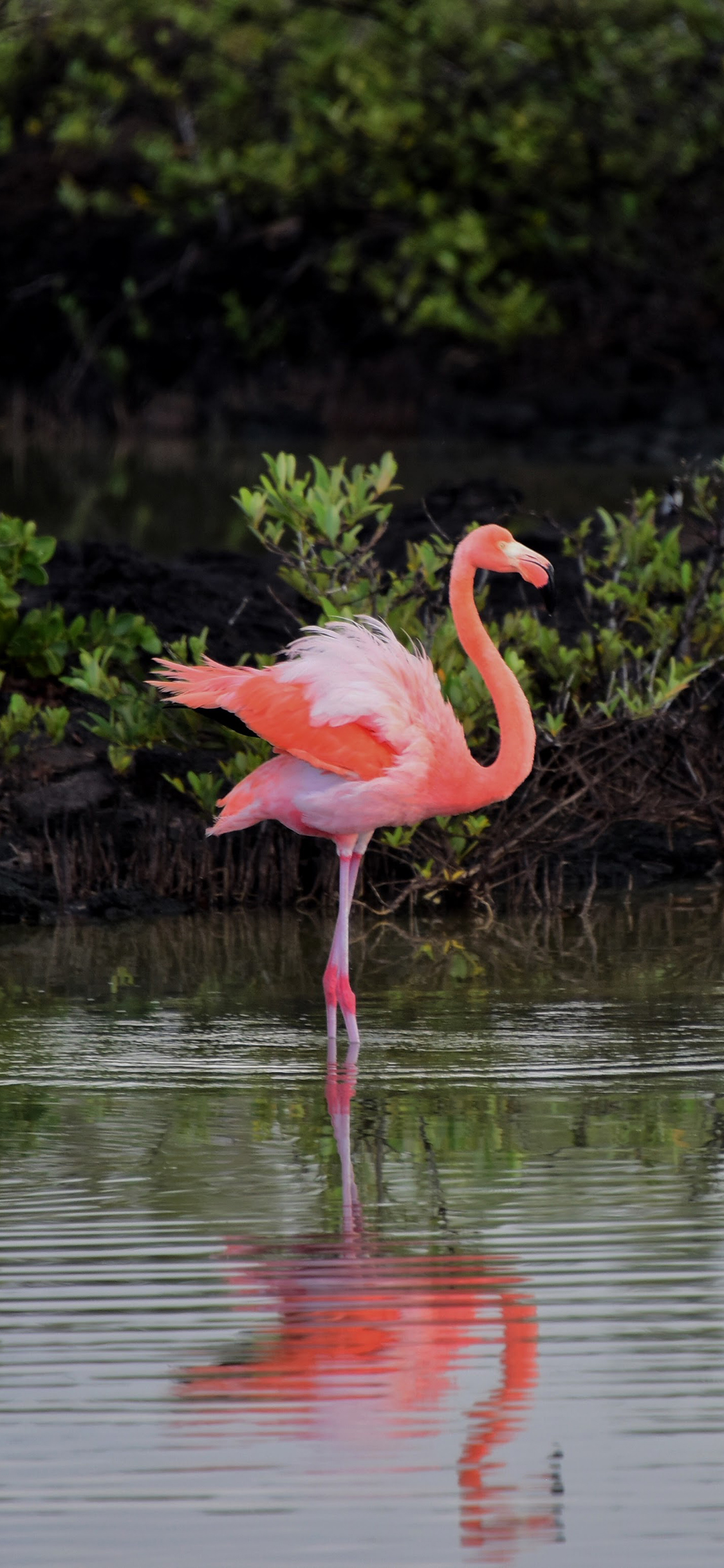 [2436×1125]火烈鸟 野生 水 倒影 羽毛 苹果手机壁纸图片