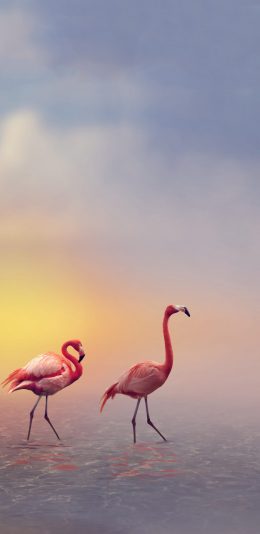 [2436x1125]火烈鸟 阳光 翅膀 唯美 苹果手机壁纸图片