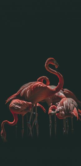 [2436x1125]火烈鸟 飞禽  群居 苹果手机壁纸图片