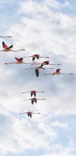 [2436x1125]火烈鸟 飞翔 天空 翅膀 苹果手机壁纸图片