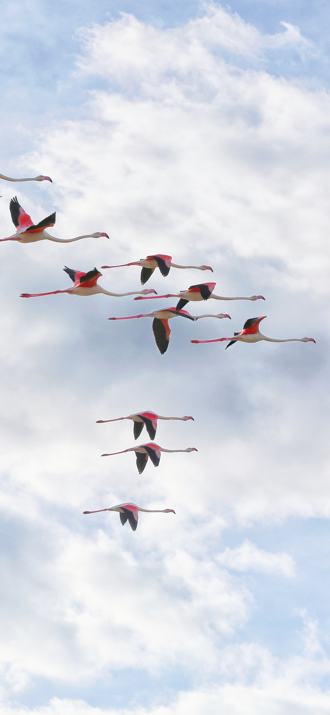 [2436×1125]火烈鸟 飞翔 天空 翅膀 苹果手机壁纸图片