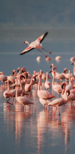 [2436x1125]火烈鸟 飞行 湖水 翅膀 倒影 苹果手机壁纸图片