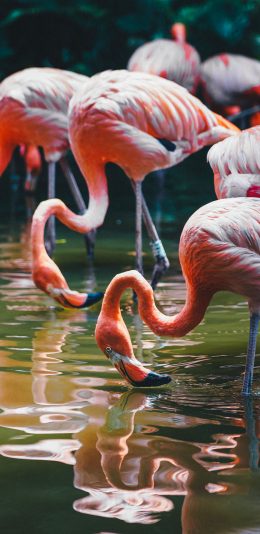 [2436x1125]火烈鸟 鸟类 湖面 群居 苹果手机壁纸图片