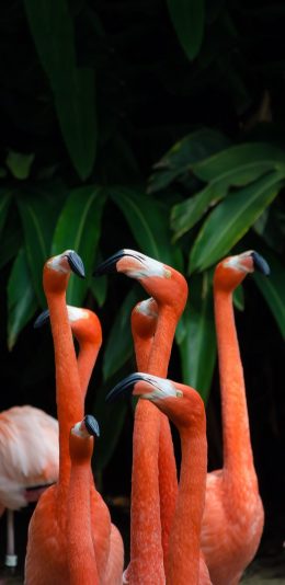 [2436x1125]火烈鸟 鸟类 红 脖子 苹果手机壁纸图片