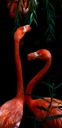 [2436x1125]火烈鸟 鸟类 群居 栖息地 苹果手机壁纸图片