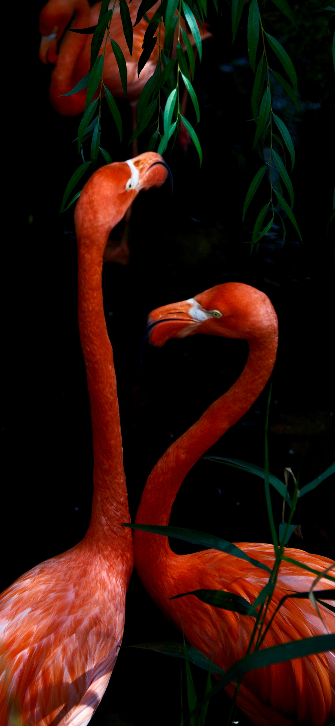 [2436×1125]火烈鸟 鸟类 群居 栖息地 苹果手机壁纸图片