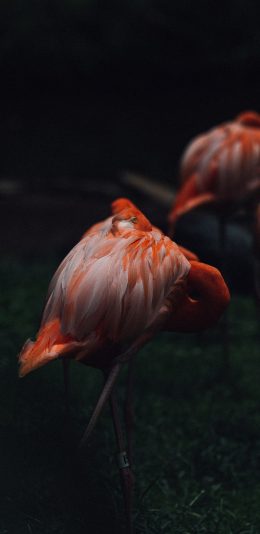 [2436x1125]火烈鸟 鸟类 群居 羽毛 苹果手机壁纸图片