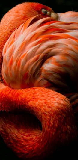 [2436x1125]火烈鸟 鸟类 羽毛 休憩 苹果手机壁纸图片