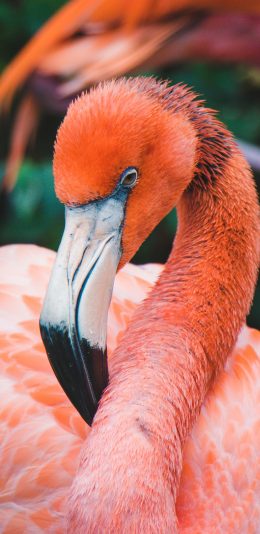 [2436x1125]火烈鸟 鸟类 羽毛 嘴 苹果手机壁纸图片