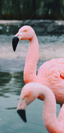 [2436x1125]火烈鸟 鸟类 羽毛 群居 苹果手机壁纸图片