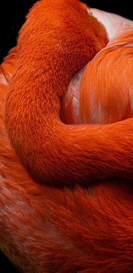 [2436x1125]火烈鸟 鸟类 羽毛 艳丽 苹果手机壁纸图片