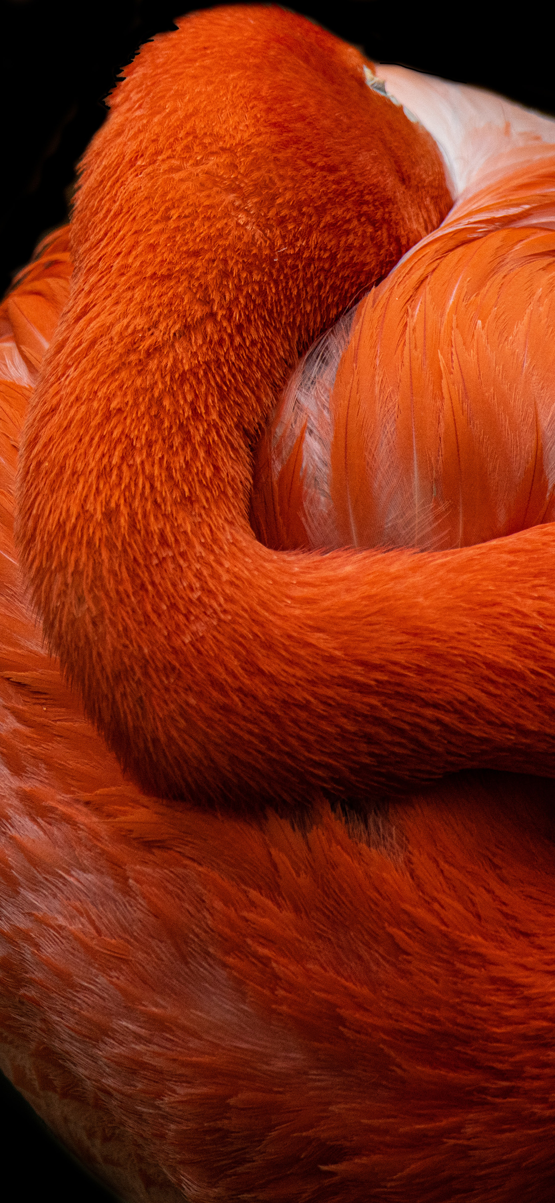 [2436×1125]火烈鸟 鸟类 羽毛 艳丽 苹果手机壁纸图片