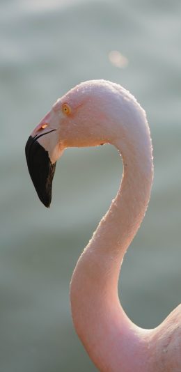 [2436x1125]火烈鸟 鸟类 脖子 羽毛 粉 苹果手机壁纸图片