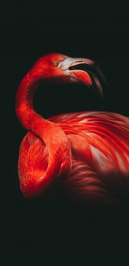 [2436x1125]火烈鸟 鸟类 鲜红 苹果手机壁纸图片