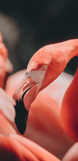 [2436x1125]火烈鸟 鸟类 鲜艳 羽毛 苹果手机壁纸图片