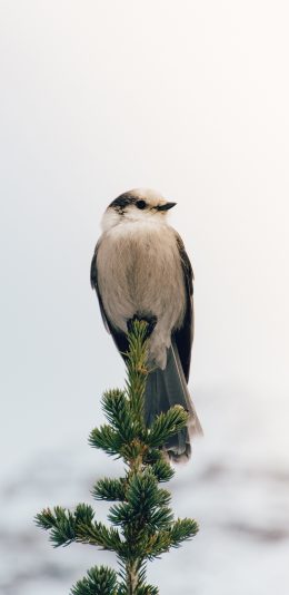 [2436x1125]灰噪鸦 小鸟 站立 松枝 苹果手机壁纸图片