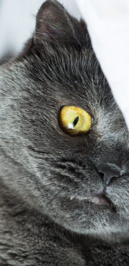 [2436x1125]灰猫 喵星人 宠物 萌 可爱 苹果手机壁纸图片