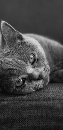 [2436x1125]灰猫 宠物 猫咪 可爱 皮毛 苹果手机壁纸图片