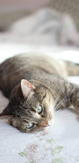 [2436x1125]灰猫 宠物 猫咪 胡须 苹果手机壁纸图片