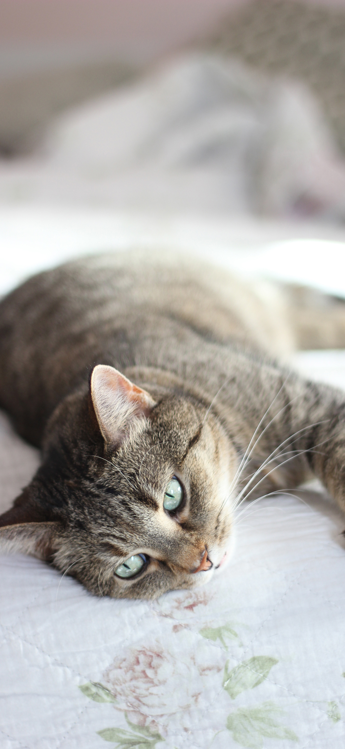 [2436×1125]灰猫 宠物 猫咪 胡须 苹果手机壁纸图片