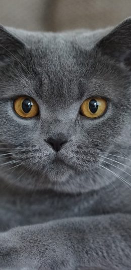 [2436x1125]灰猫 毛发 茂密 宠物 动物 苹果手机壁纸图片