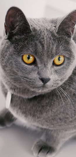 [2436x1125]灰猫 猫咪 喵星人 宠物 苹果手机壁纸图片