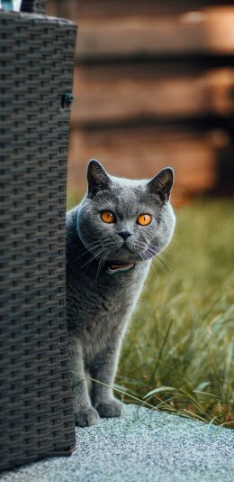 [2436x1125]灰猫 猫咪 喵星人 宠物 可爱 苹果手机壁纸图片