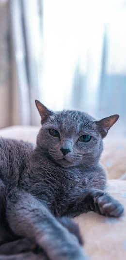 [2436x1125]灰猫 猫咪 喵星人 宠物 萌 苹果手机壁纸图片