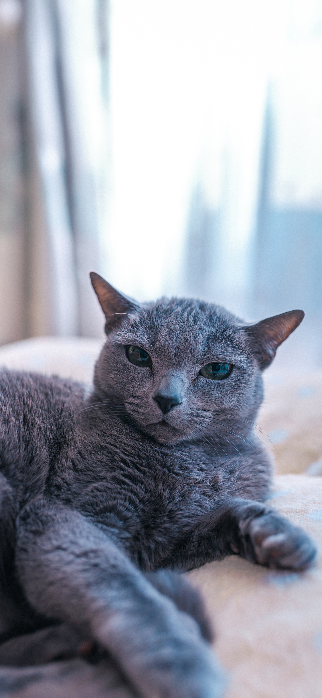 [2436×1125]灰猫 猫咪 喵星人 宠物 萌 苹果手机壁纸图片
