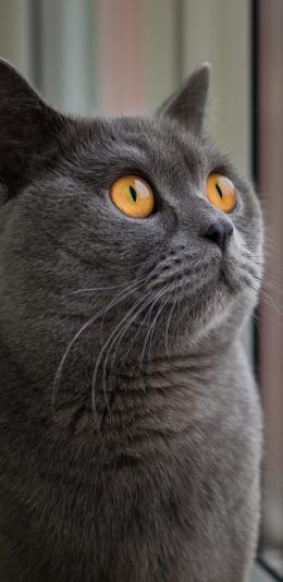[2436x1125]灰猫 猫咪 宠物 可爱 萌 喵星人 苹果手机壁纸图片
