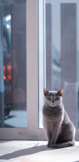 [2436x1125]灰猫 猫咪 宠物 喵星人 窗边 苹果手机壁纸图片