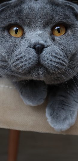 [2436x1125]灰猫 猫咪 宠物 椅子 苹果手机壁纸图片
