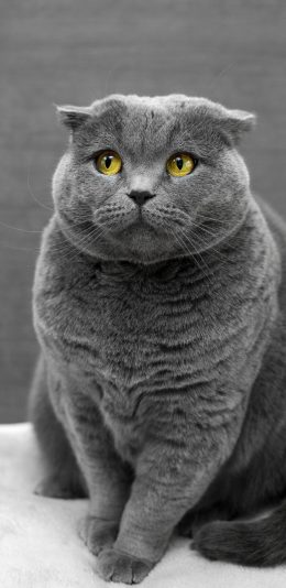 [2436x1125]灰猫 蓝短 肥猫 宠物 苹果手机壁纸图片