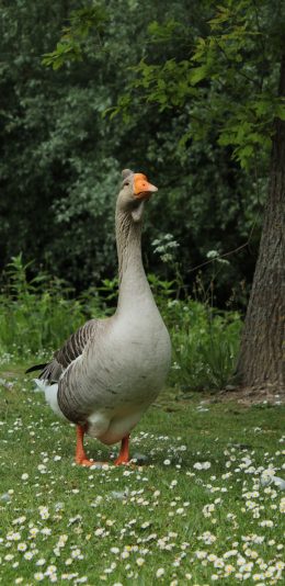[2436x1125]灰鹅 家禽 户外 草坪 苹果手机壁纸图片