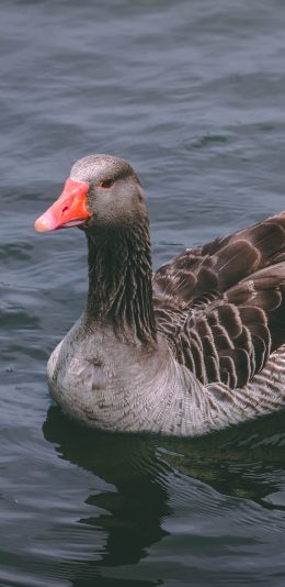 [2436x1125]灰鹅 家禽 湖水 羽毛 苹果手机壁纸图片