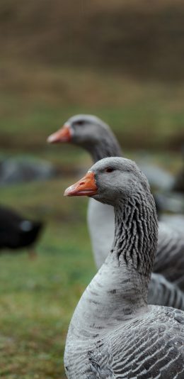 [2436x1125]灰鹅 禽类 群居 草坪 苹果手机壁纸图片